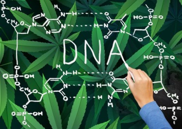 대마초 사용 장애와 DNA