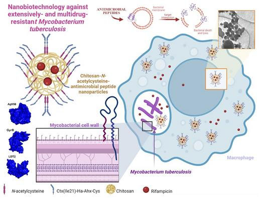 Nanodeeltjes met antibacteriële werking verkorten de duur van de tuberculosebehandeling