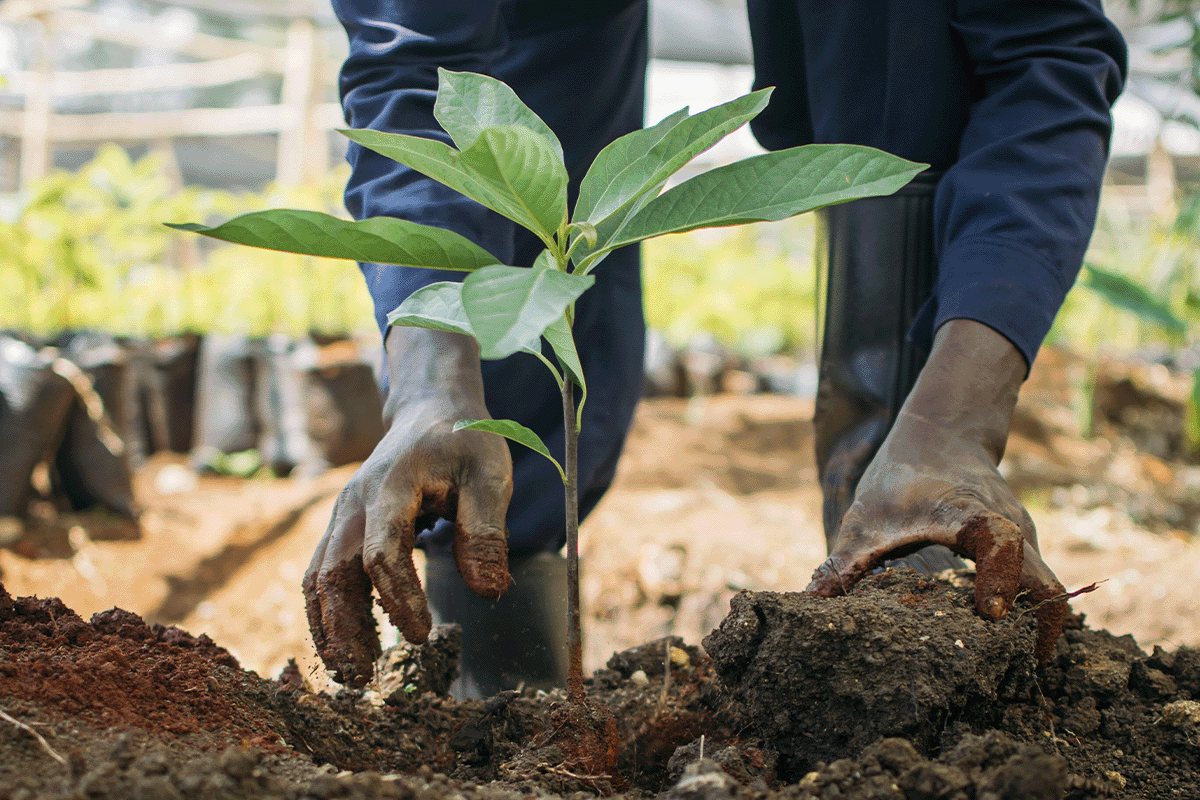 La importancia de la compensación de carbono para lograr el cero neto_Primer plano de un hombre plantando un plantón de árbol en un vivero_visual 8