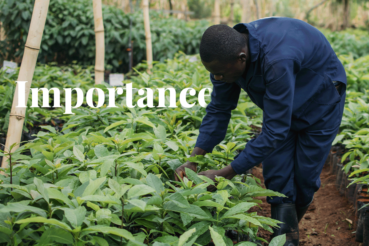 Tầm quan trọng của việc bù đắp carbon trong việc đạt được mức 1 ròng_Một người đàn ông địa phương làm việc trong vườn ươm cây ở Kenya_visual XNUMX