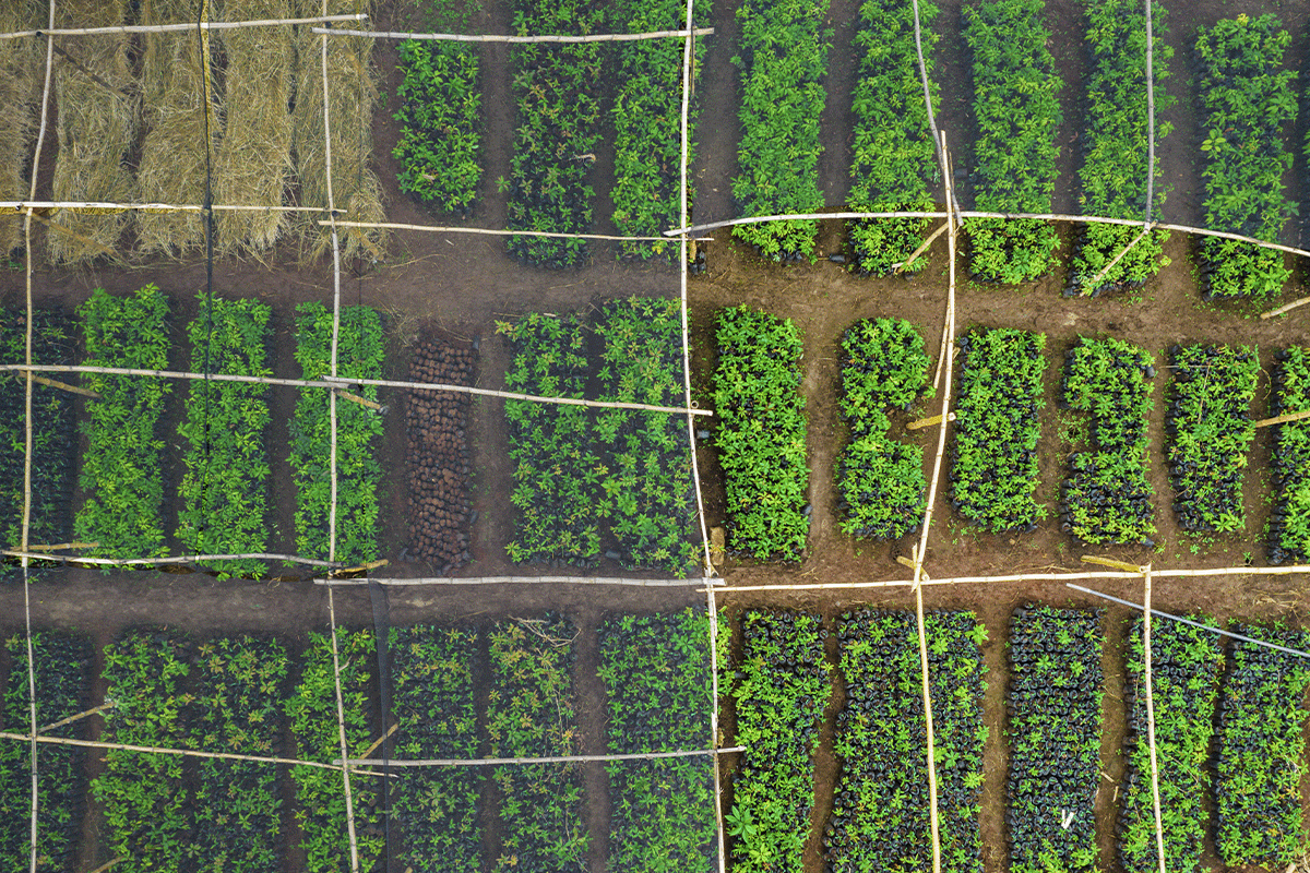 The Triple Bottom Line  balancing profit, people, and the planet_Drone photo of a tree nursery in Kenya_visual 7