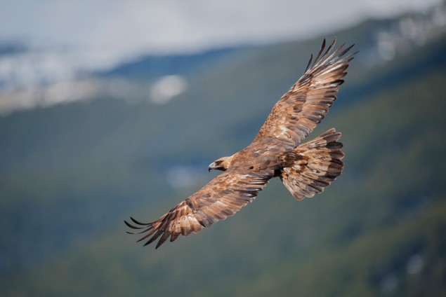 Foto de un águila real en vuelo contra un fondo borroso de montañas