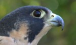 Delineador de ojos halcón