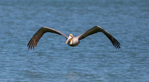 Photo of a pelican flying over a body of water with its wingtips turned down and its wings highly arched