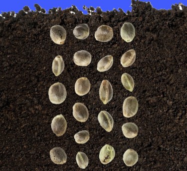 easiest cannabis seeds to grow for beginners