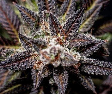 svart ogräs cannabis