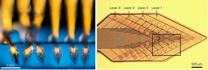 Photograph of elastomer-encapsulated neural probes with four layers of electrode arrays