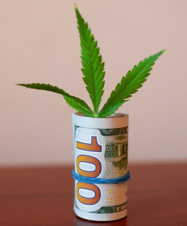 HOW TO MAKE MONEY IN CANNABIS WITHOUT SELLING IT