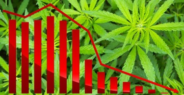 Cannabisverkäufe in Colorado sinken