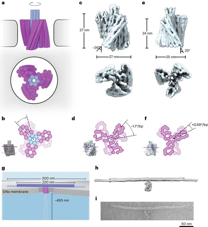 Ontwerp van een door nanoporiën aangedreven DNA-origami-turbine