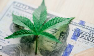 dinero de cannabis