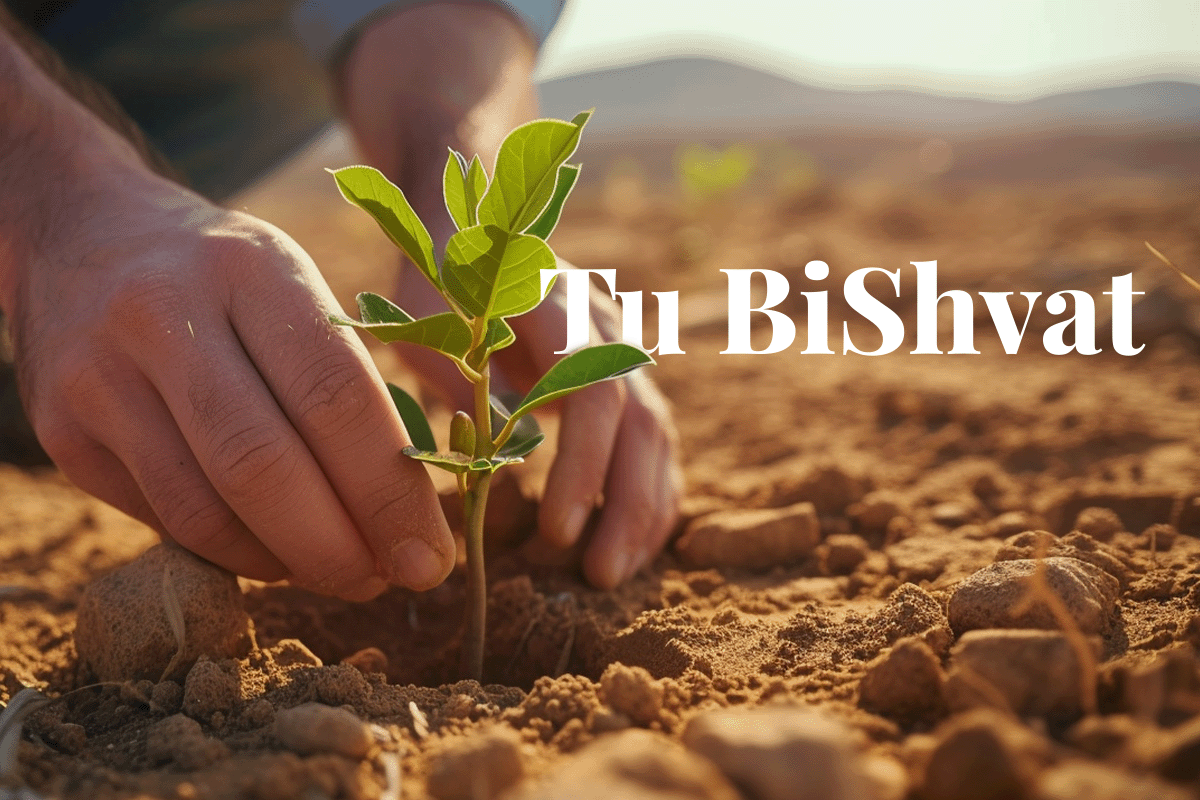 Año Nuevo para los Árboles con el festival Tu BiShvat_Primer plano de un hombre plantando un árbol en una zona desértica_visual 1