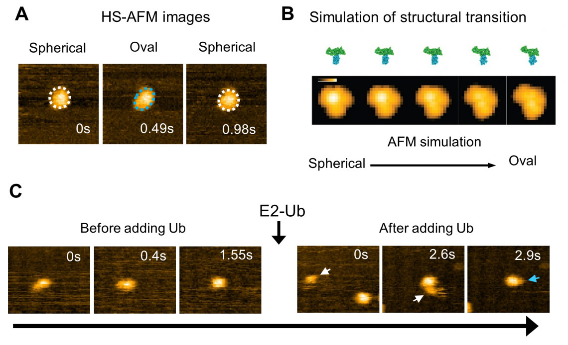 Observación AFM de alta velocidad y simulación de la dinámica estructural del dominio HECT de E6AP