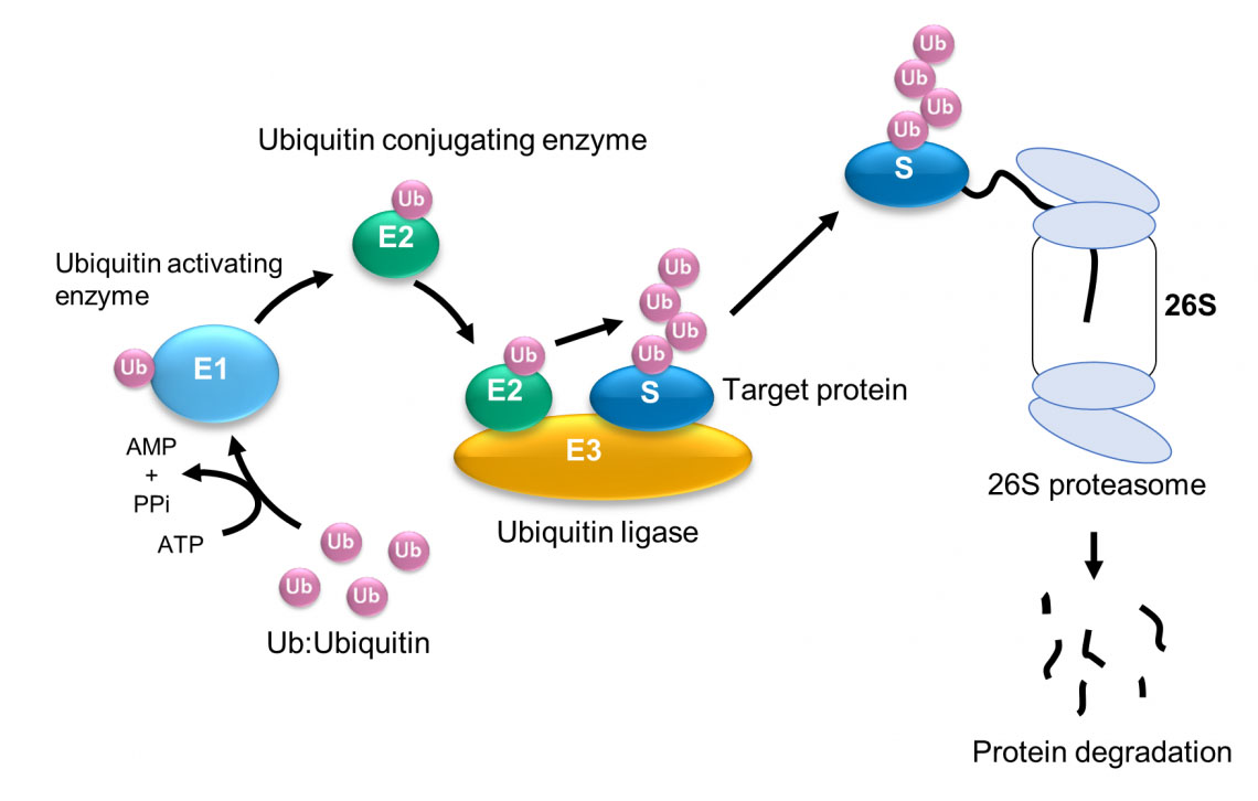 Ubiquitinación y degradación de proteínas por el sistema ubiquitina-proteosoma.