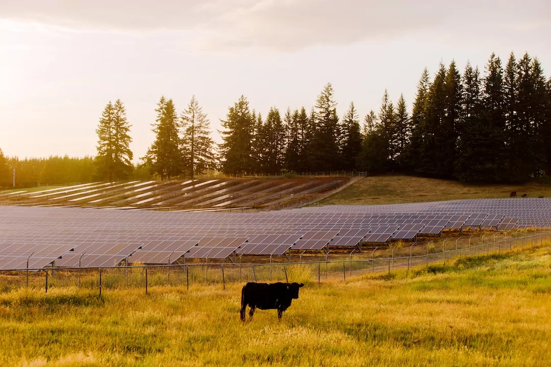 Vaca en el campo con paneles solares en la espalda