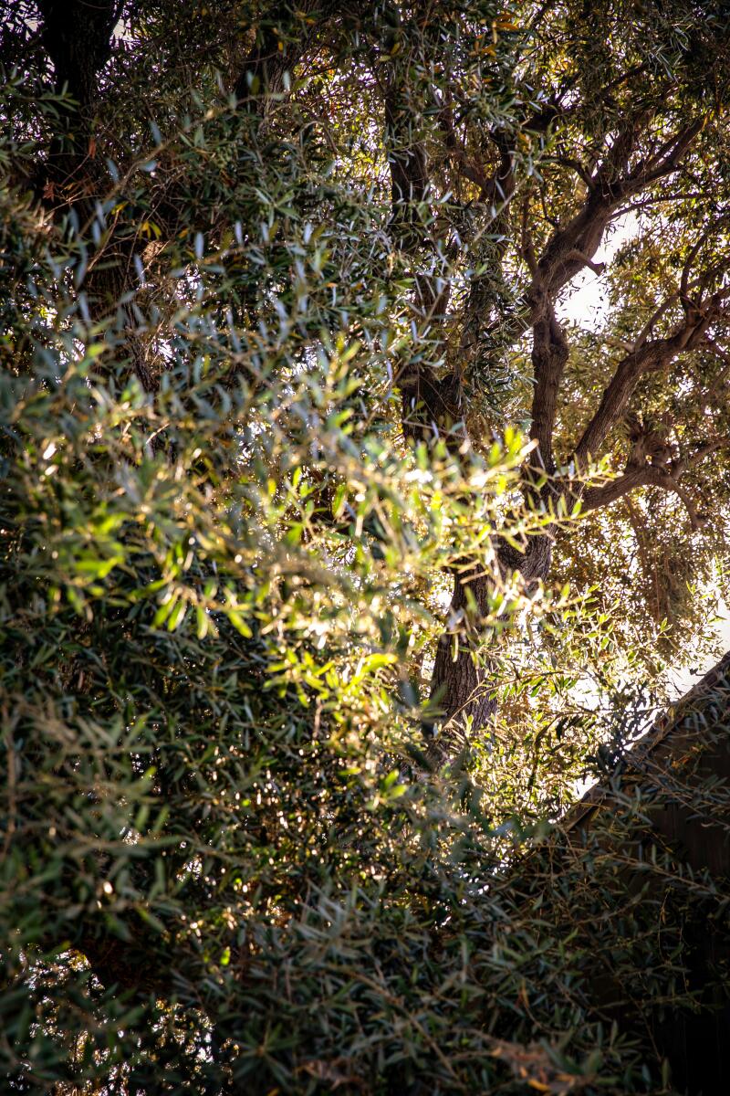 Detail van een grote olijfboom in de zon.