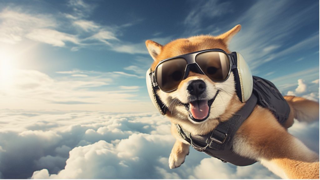 köpek paraşütle atlama