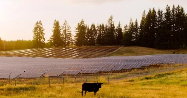 Vaca no campo com painéis solares nas costas