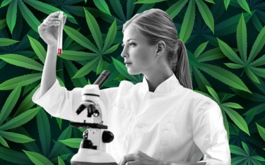 wetenschappers keuren de voordelen van marihuana goed