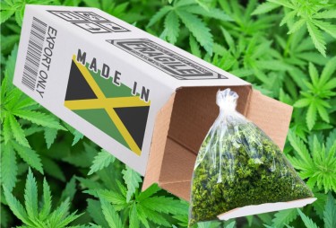 cannabis uit Jamaica voor onderzoek