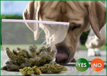 麻薬犬は麻と雑草の違いを判断する