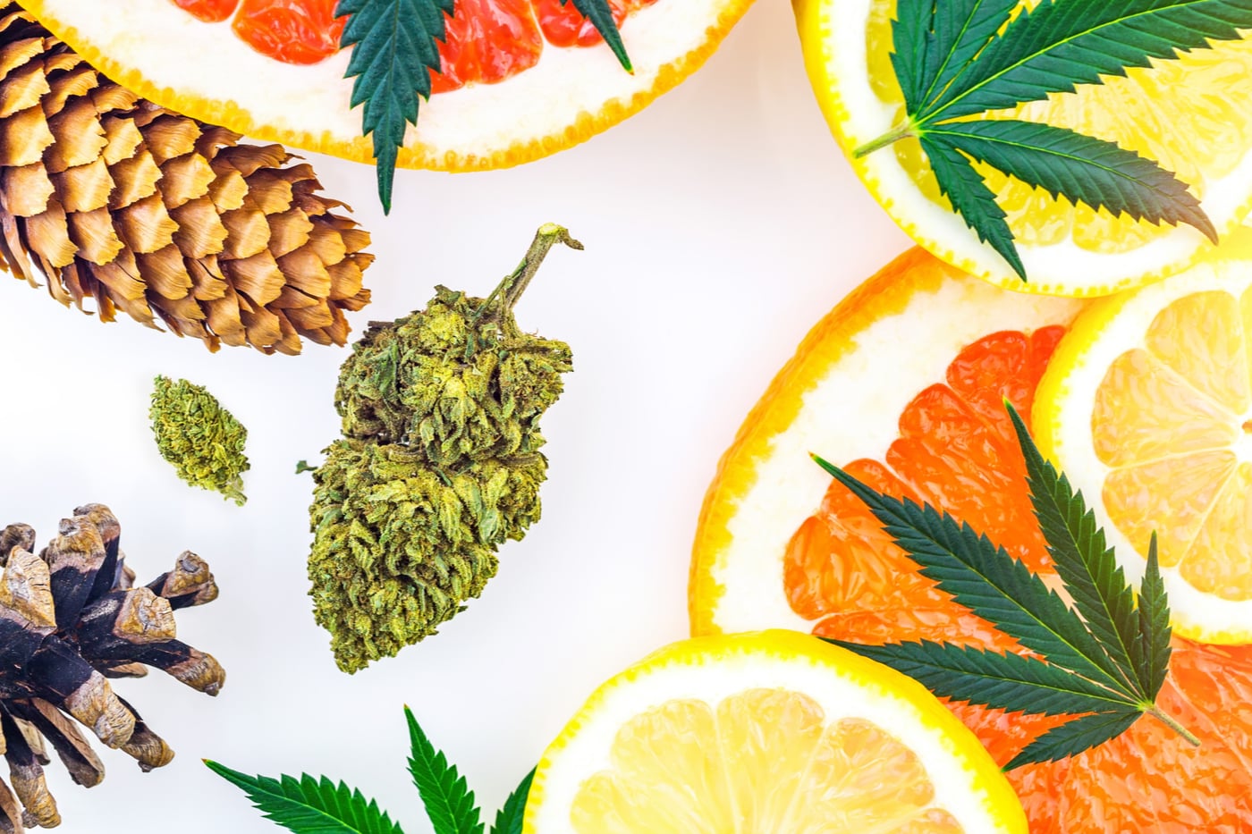coniferen, cannabis en citrusterpenen die de verschillen tussen indica- en sativa-soorten helpen definiëren