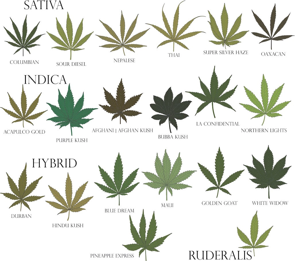 sativa, indica, hybrid, and ruderalis plant leaves with strains like druban, sour diesel, and bubba kush