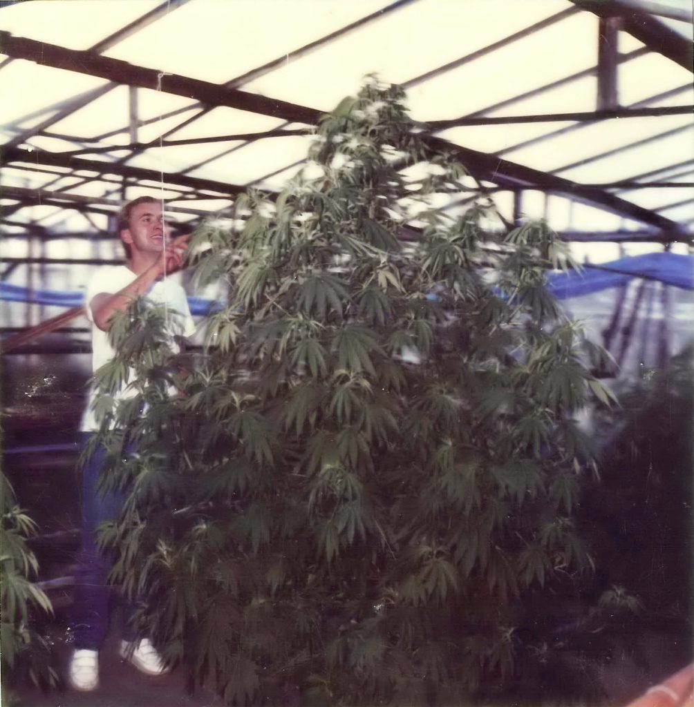 Ben Dronkers inspecting a cannabis plant in a greenhouse