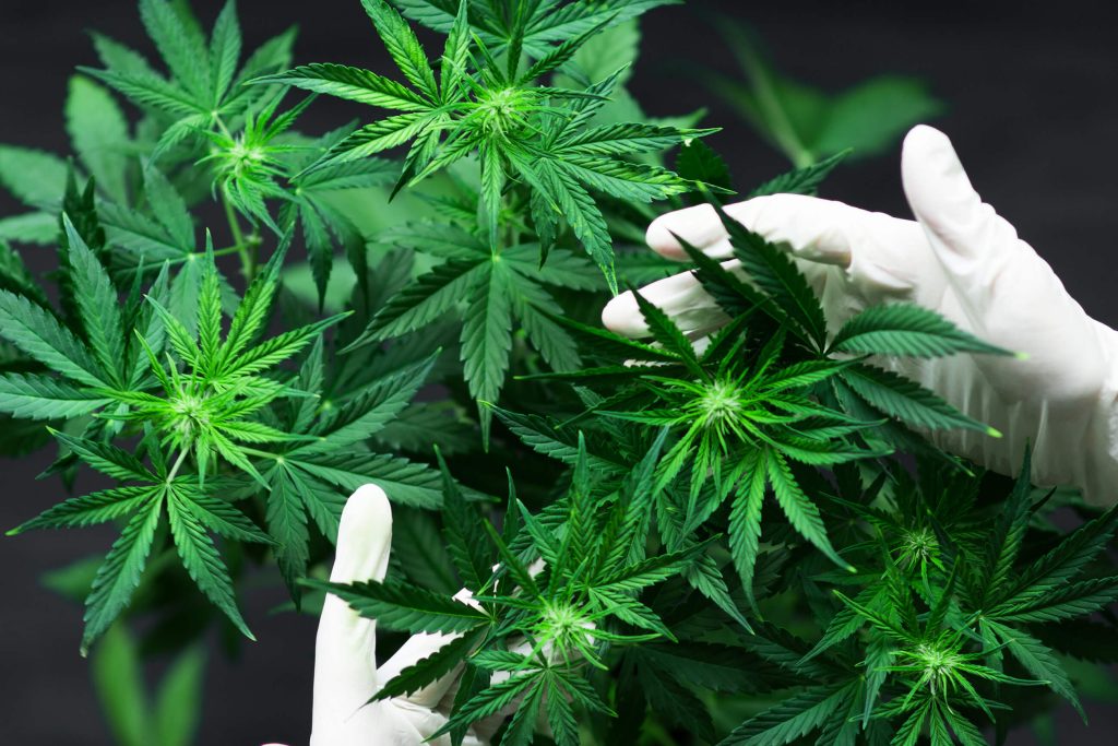 Una persona con guantes blancos sosteniendo una planta de cannabis.