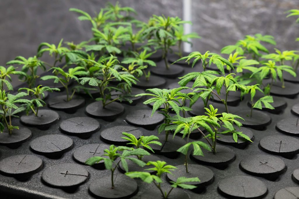 Gekloonde cannabisnakomelingen die binnenshuis groeien