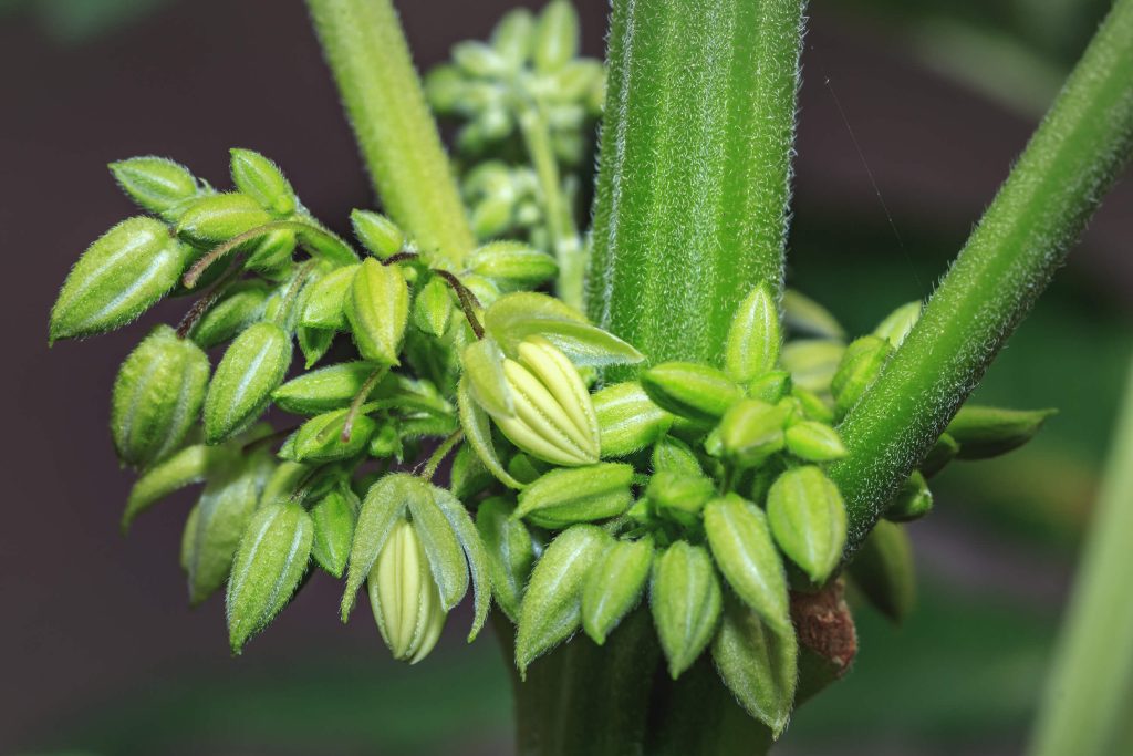 수컷 대마초 식물과 주요 줄기의 클로즈업