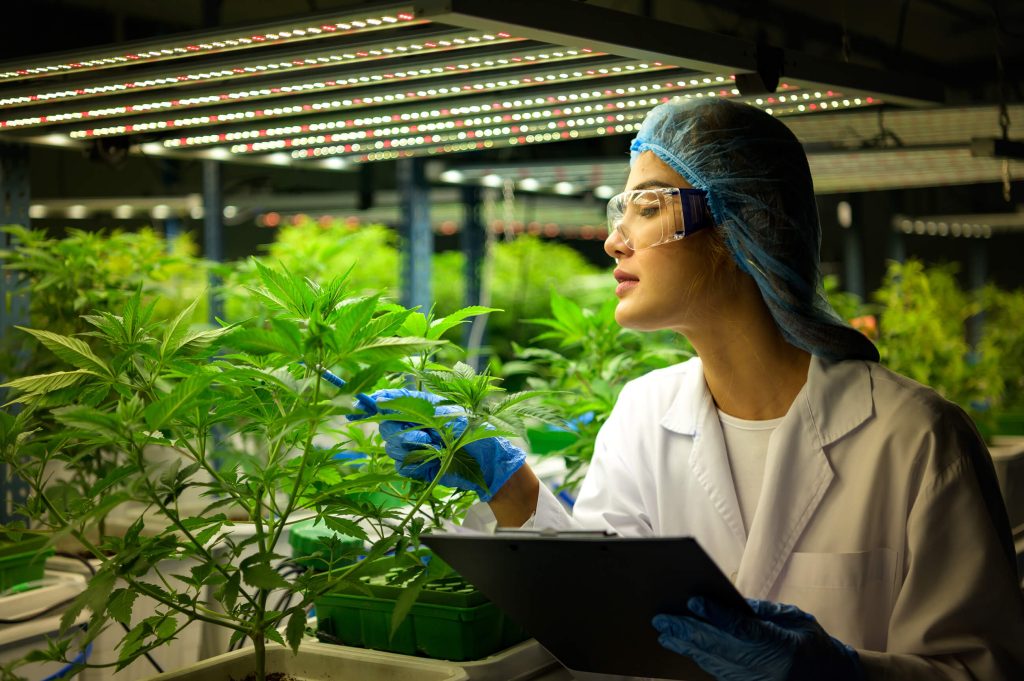 Una mujer con bata blanca, anteojos y guantes azules inspeccionando una planta de cannabis en el interior