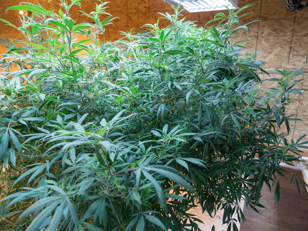 Enorme planta de cannabis que crece en interiores bajo luz artificial