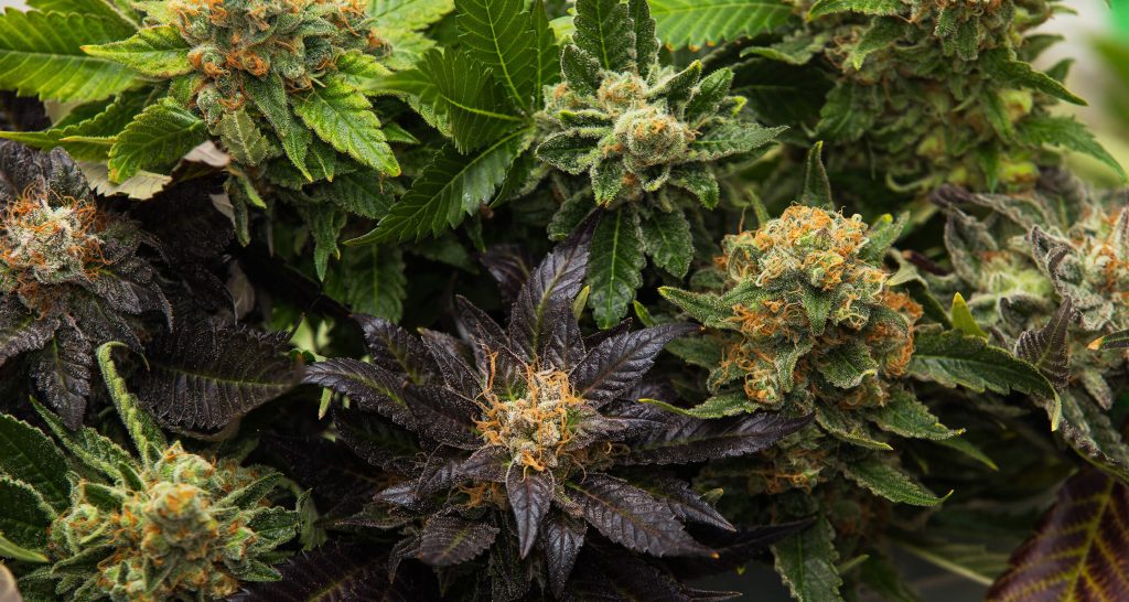 Een bovenaanzicht van verschillende op elkaar gestapelde cannabisplanten