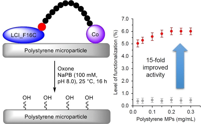Entwickeltes Ankerpeptid LCI mit einem Kobalt-Cofaktor verbessert die Oxidationseffizienz von Polystyrol-Mikropartikeln