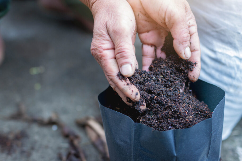 Những bàn tay đang chuẩn bị đất để trồng cây giống cần sa đang trồng Cần sa y tế Khái niệm Ngày Cần sa Thế giới