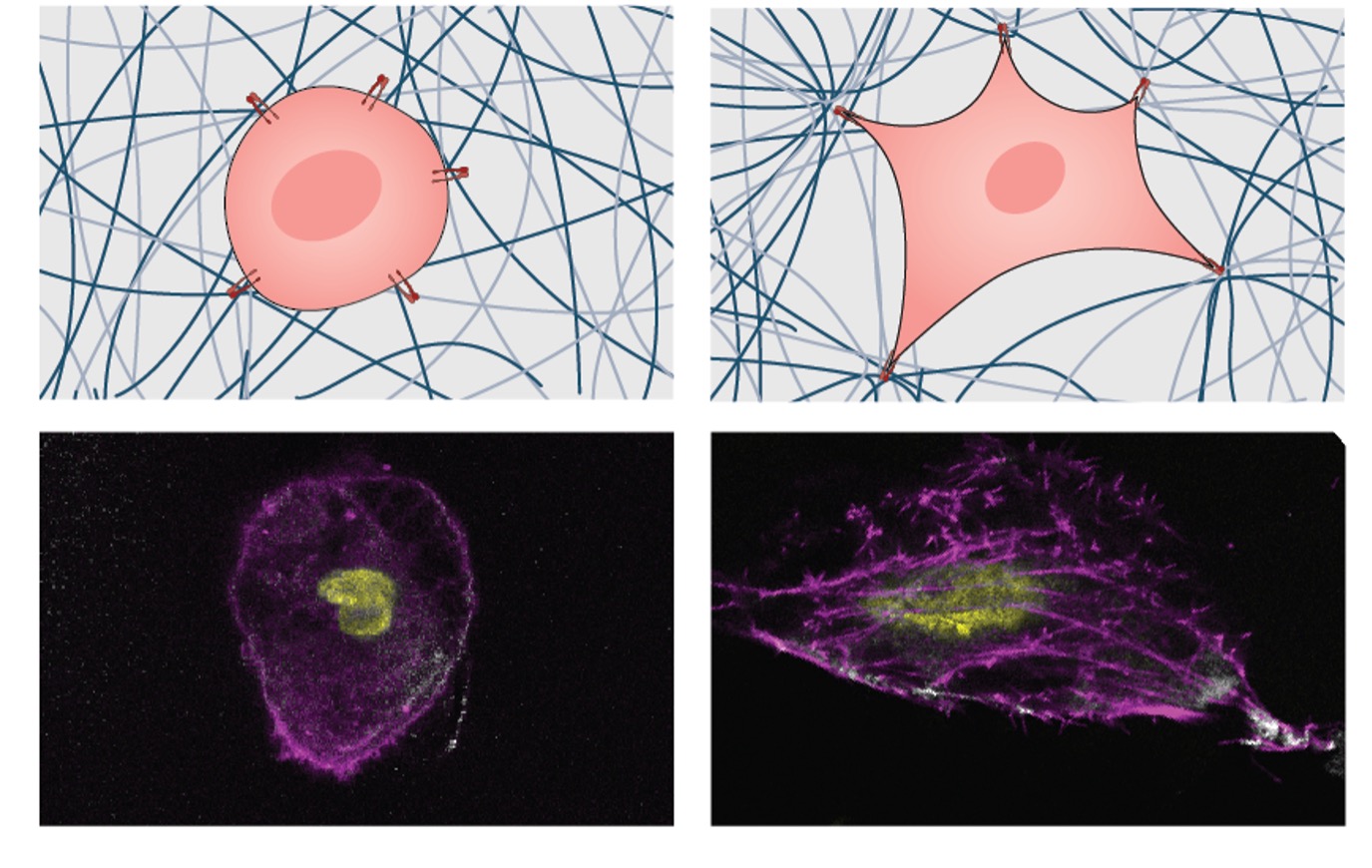Hoe cellen reageren op mechanische 3D-stijfheid