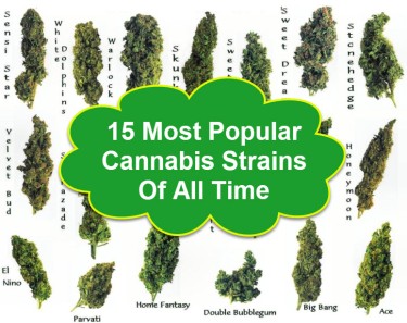 最も人気のある大麻株