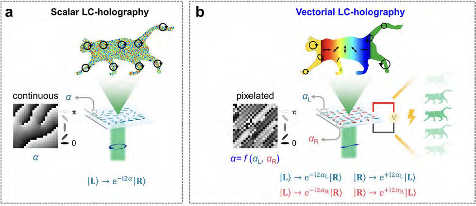 Schematic illustrations of scalar and vectorial LC-holography