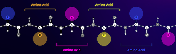 La estructura de una cadena de aminoácidos.