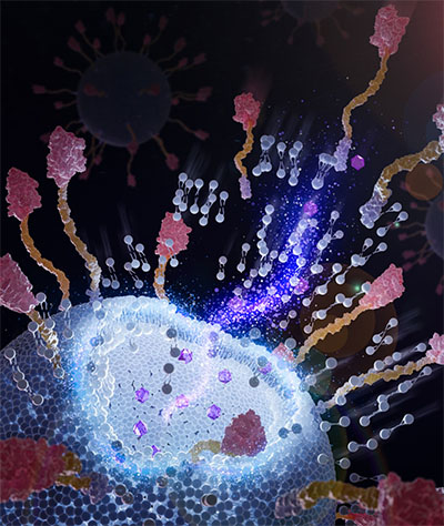 Các nano thể tinh tinh trên bề mặt của liposome miễn dịch có thể gắn vào các tế bào khối u và tạo điều kiện cho việc vận chuyển thuốc tốt hơn