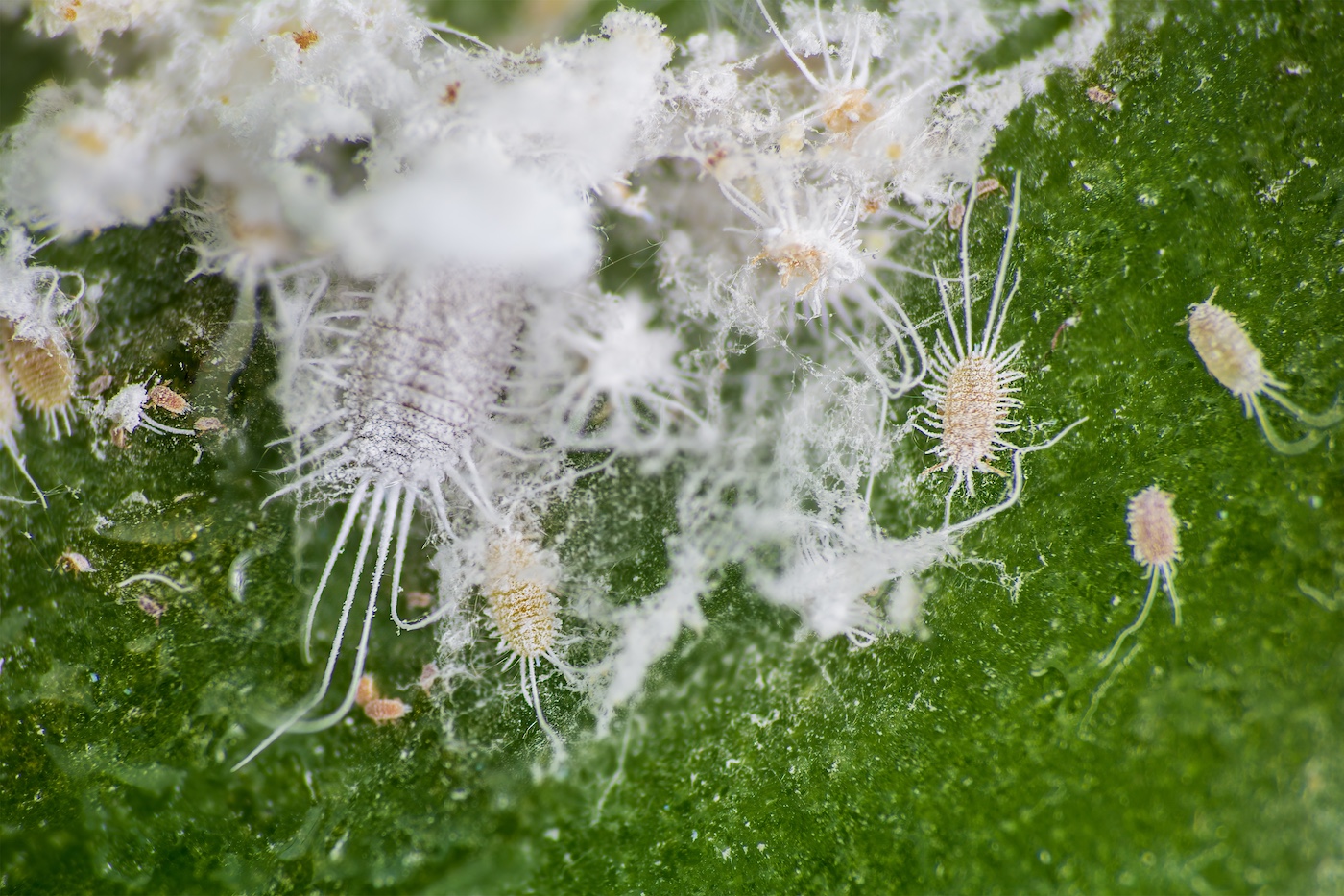 Mealybugs frodas på en växtyta