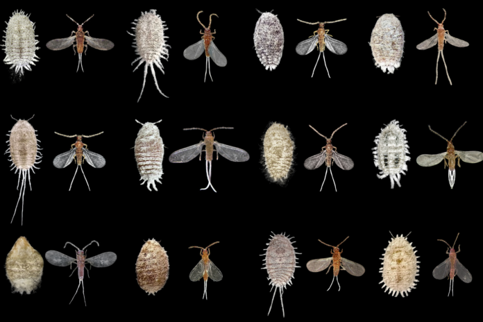 different types of mealy bugs displayed neatly on black background