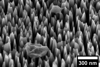 奈米尖刺矽表面上的病毒細胞，放大了 65,000 倍。 1小時後，已經開始洩漏材料。