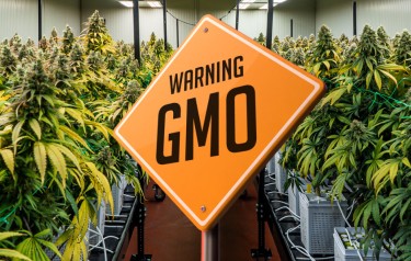 GMO 대마