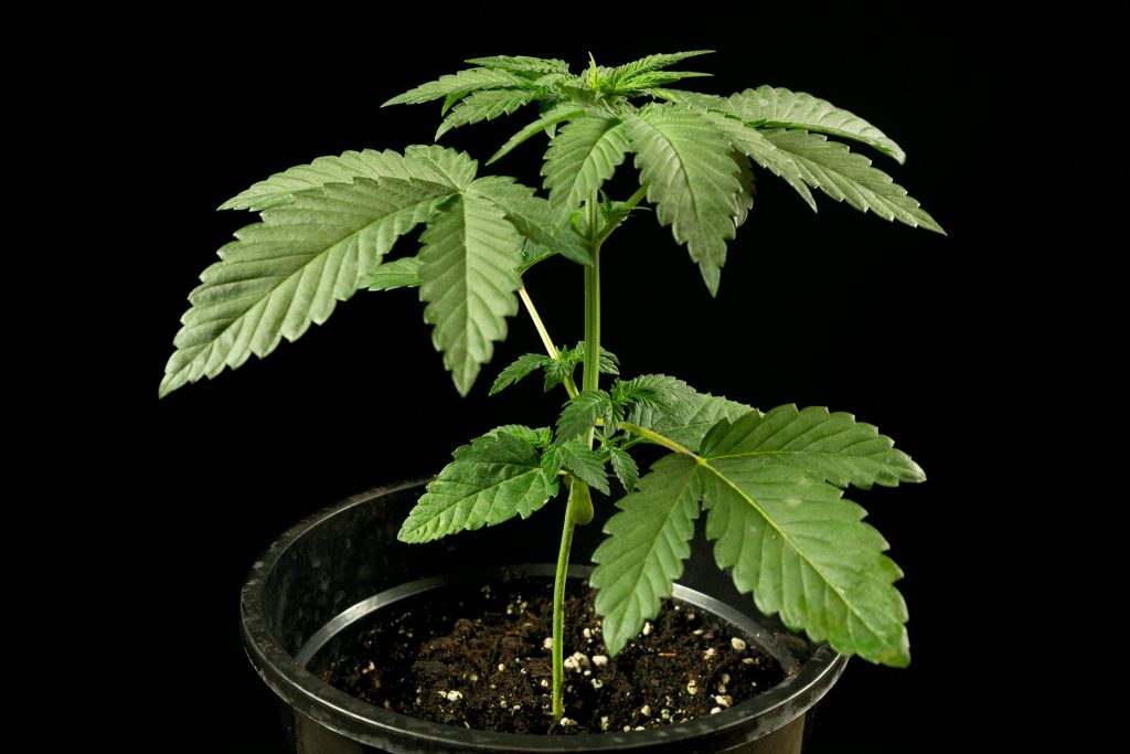 Weißes Biscotti OG XXL-Cannabis wächst in Woche 2 aus dem Topf vor schwarzem Hintergrund