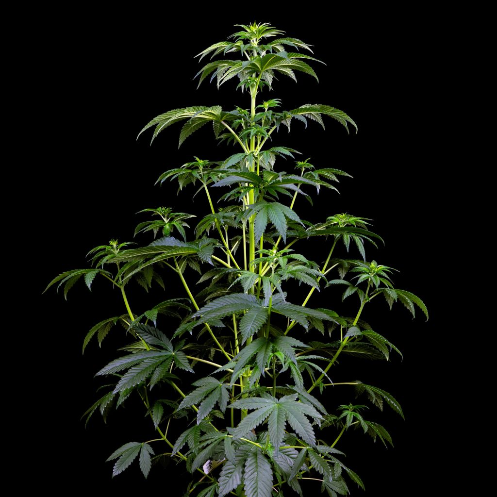 흰색 Biscotti OG XXL 대마초 식물은 5주차에 검정색 배경에 대조됩니다.