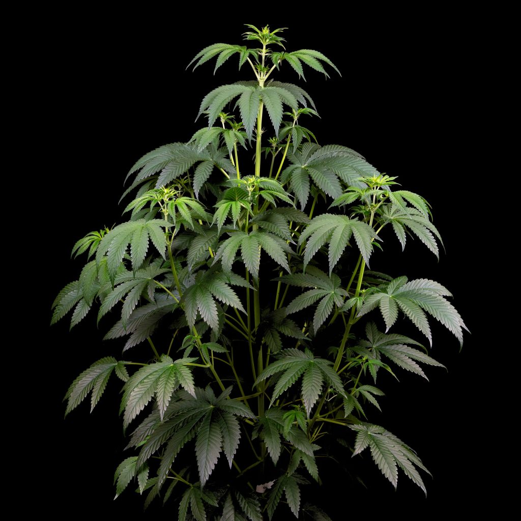 Weiße Cannabispflanze Biscotti OG XXL in Woche 6 vor schwarzem Hintergrund