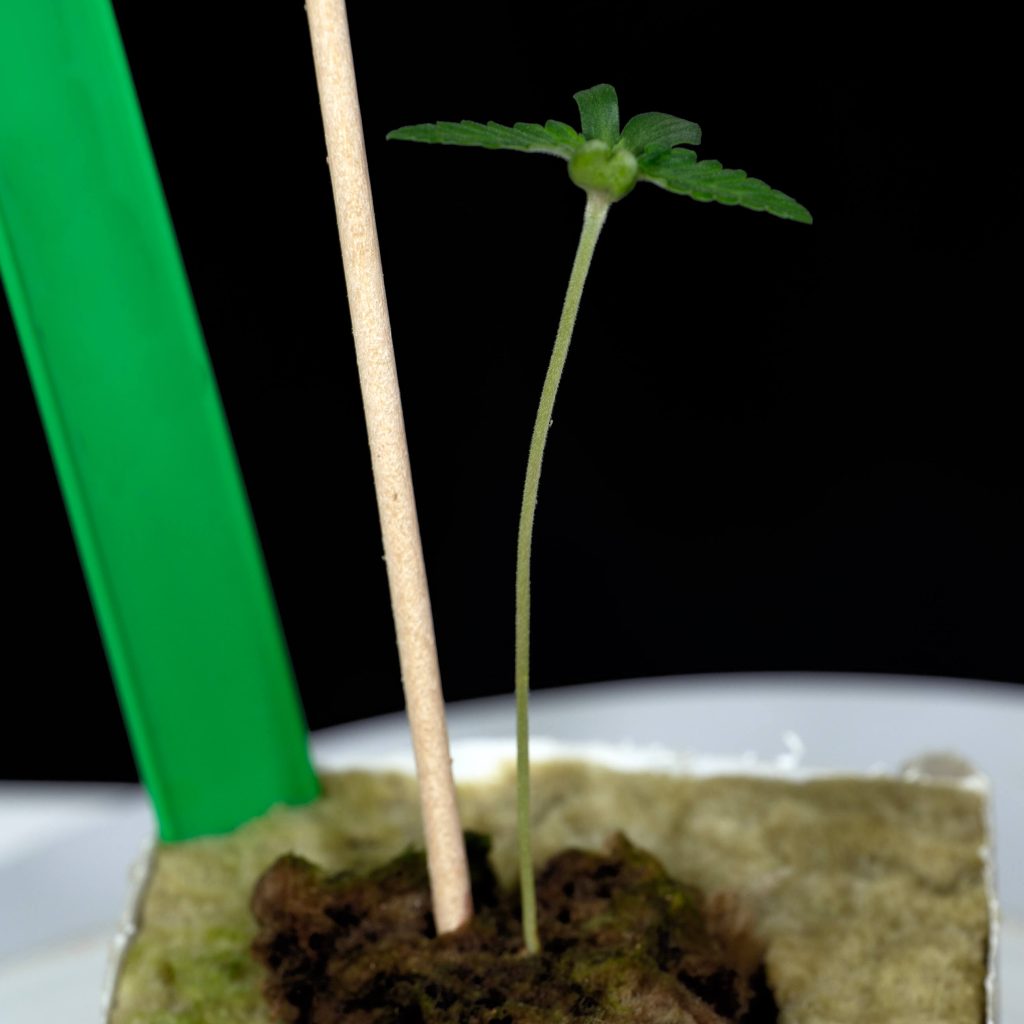Plántula de cannabis White Biscotti OG XXL que crece a partir de un cubo