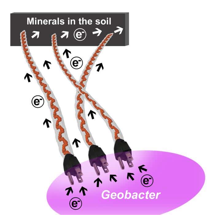 Bacterial Nanowires Make An Electrical Grid In The Soil – Physics World ...